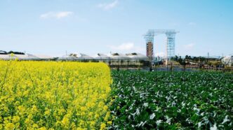 yellow flower field near green trees and buildings during daytime