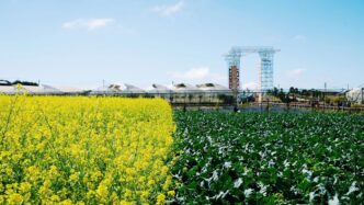 yellow flower field near green trees and buildings during daytime