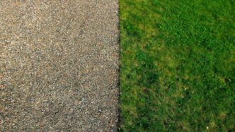 top view of green sod