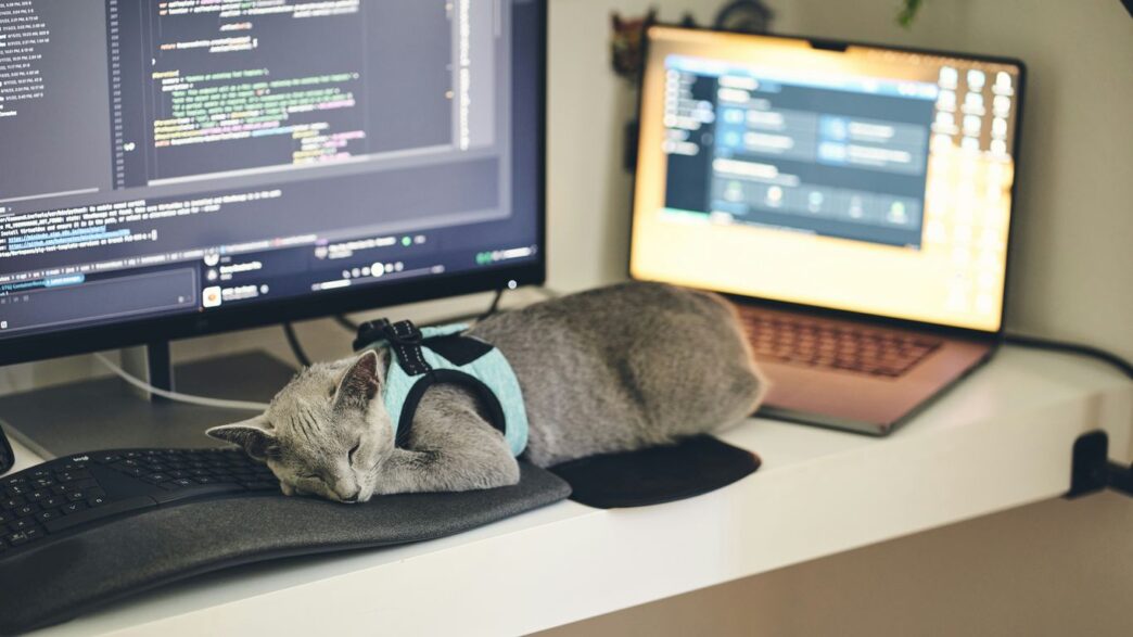 a cat wearing a harness sleeping on a computer desk