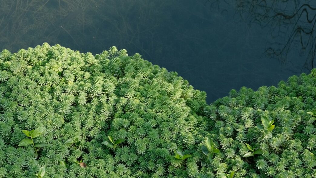 a patch of green plants next to a body of water