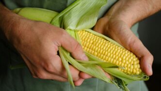 Hands holding fresh corn on the cob