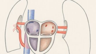 a drawing of a diagram of the kidney