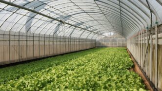 a large greenhouse filled with lots of green plants