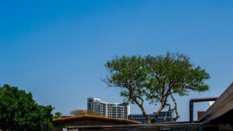 Trees and buildings under a clear blue sky.