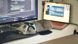 a cat wearing a harness sleeping on a computer desk