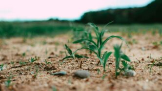 green grass on brown soil during daytime