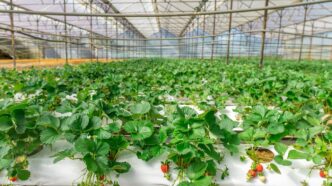 Rows of strawberry plants growing in a greenhouse