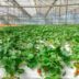 Rows of strawberry plants growing in a greenhouse