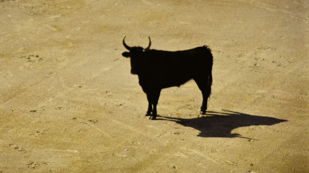 a black bull standing in the middle of a dirt field