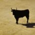 a black bull standing in the middle of a dirt field