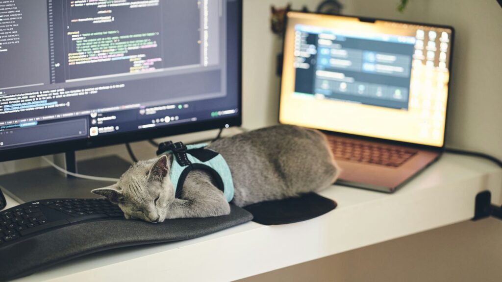 a cat wearing a harness sleeping on a computer desk
