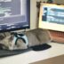 a cat wearing a harness sleeping on a computer desk