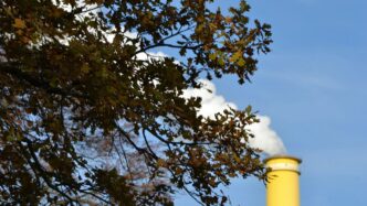 green tree under blue sky during daytime
