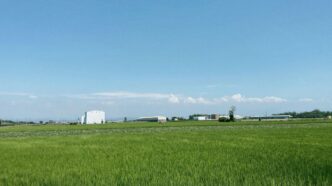 a large field of green grass with a building in the background