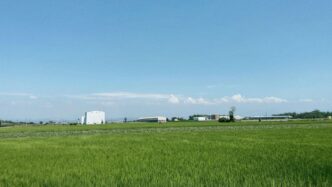 a large field of green grass with a building in the background