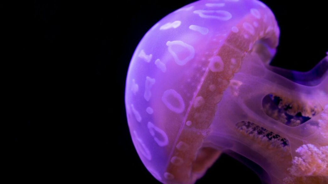 a purple jellyfish with a black background