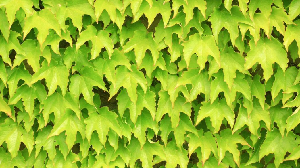 green palmate leaves closeup photography