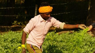 a man in a yellow turban is picking flowers