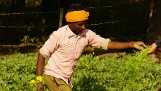 a man in a yellow turban is picking flowers