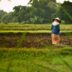 a person in a hat walking through a field