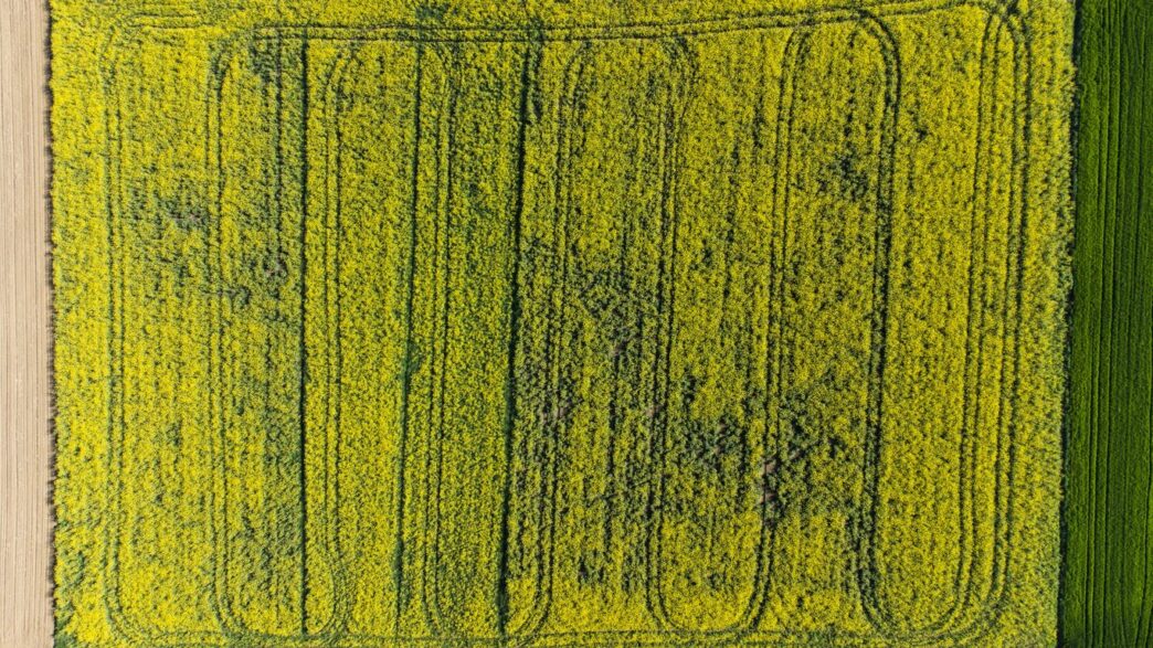 an aerial view of a field of crops