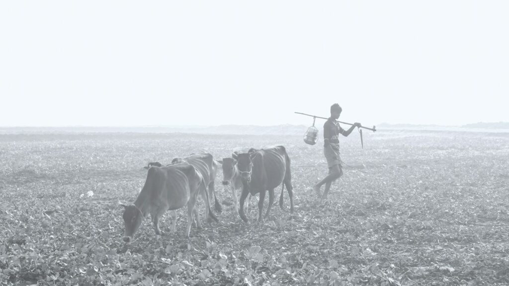 a person with a gun and cows