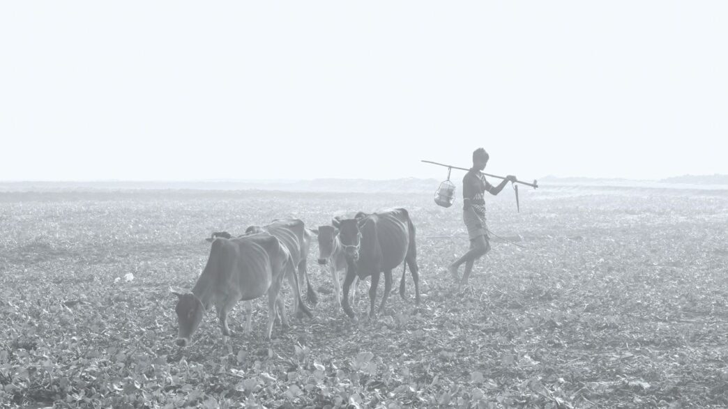 a person with a gun and cows