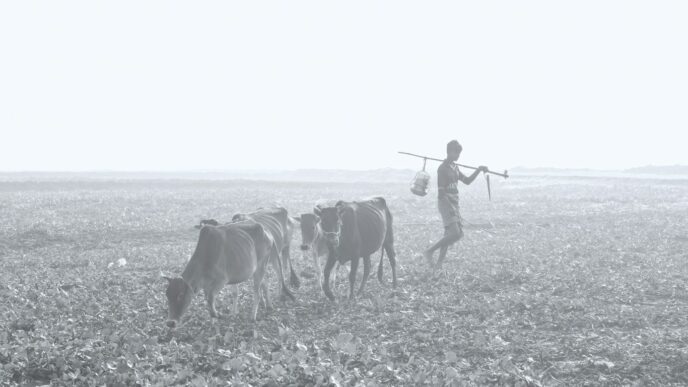 a person with a gun and cows