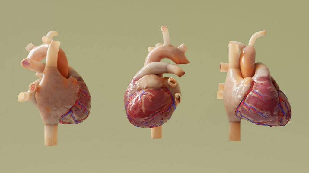 Three anatomical models of human hearts are shown.