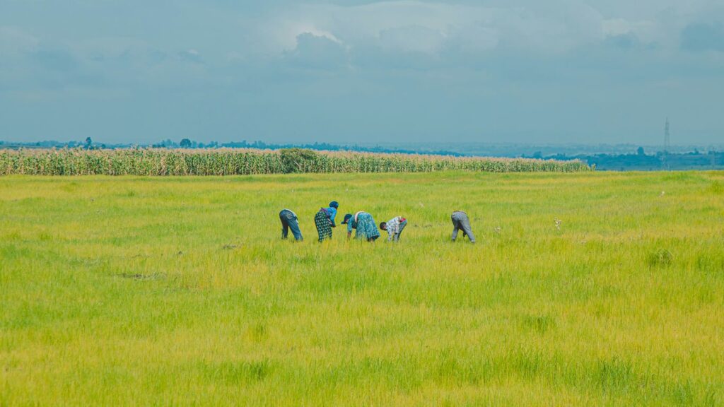 Farmers working in a vast, green agricultural field.