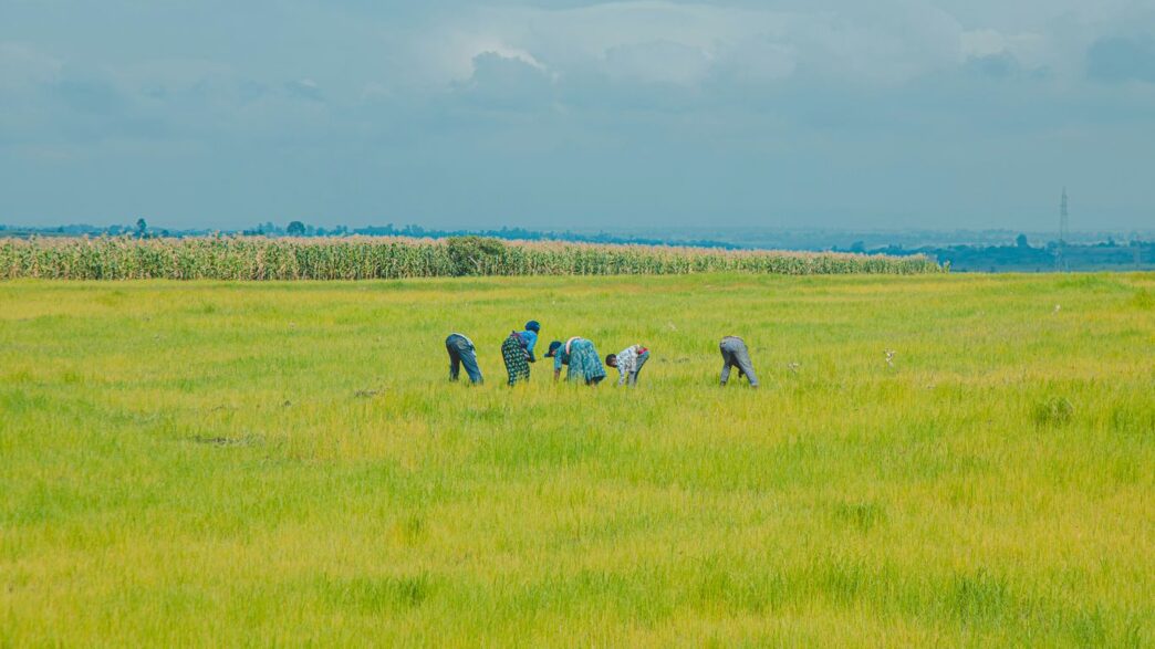 Farmers working in a vast, green agricultural field.