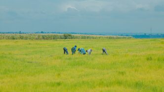 Farmers working in a vast, green agricultural field.