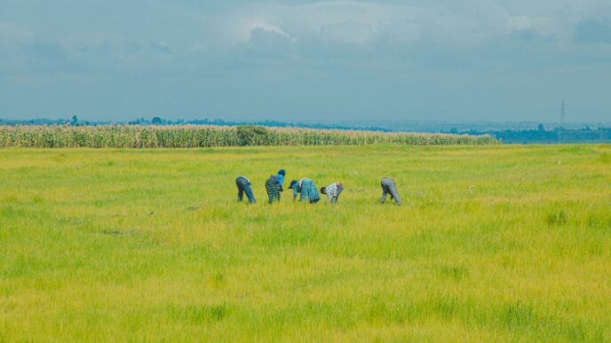 Farmers working in a vast, green agricultural field.