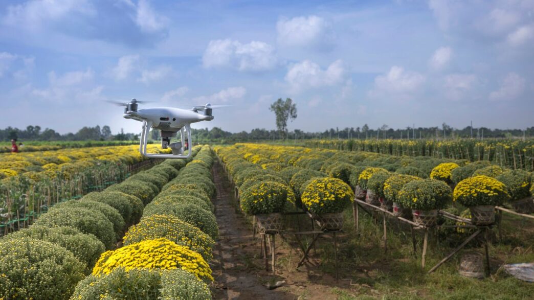 a large field of yellow flowers with a small plane in the middle of it