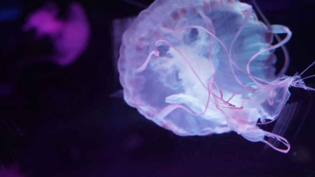 a close up of a jellyfish in a tank