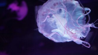a close up of a jellyfish in a tank