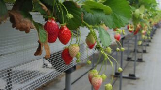 Ripe strawberries growing on vines in a greenhouse.