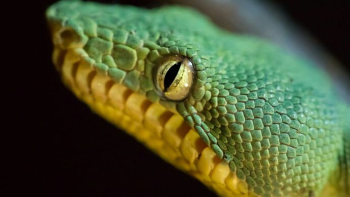 tilt-shift photography of green snake
