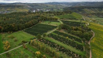 Aerial view of vineyards and rolling hills under cloudy sky.