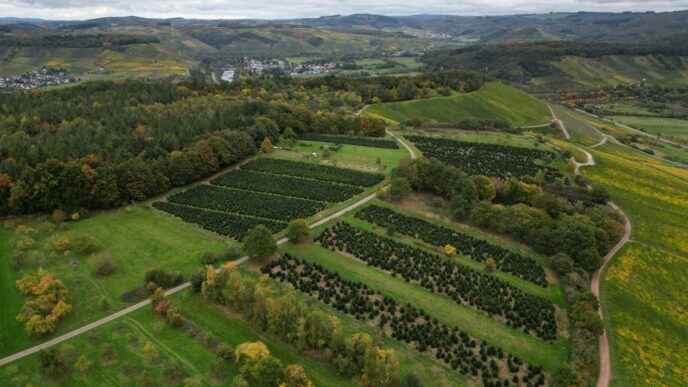 Aerial view of vineyards and rolling hills under cloudy sky.