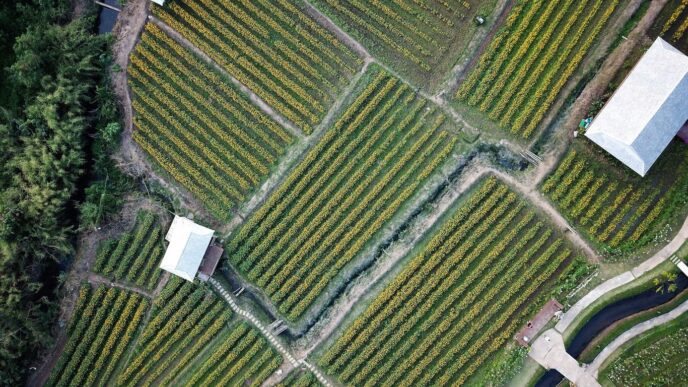 aerial photography of green field and houses at daytime