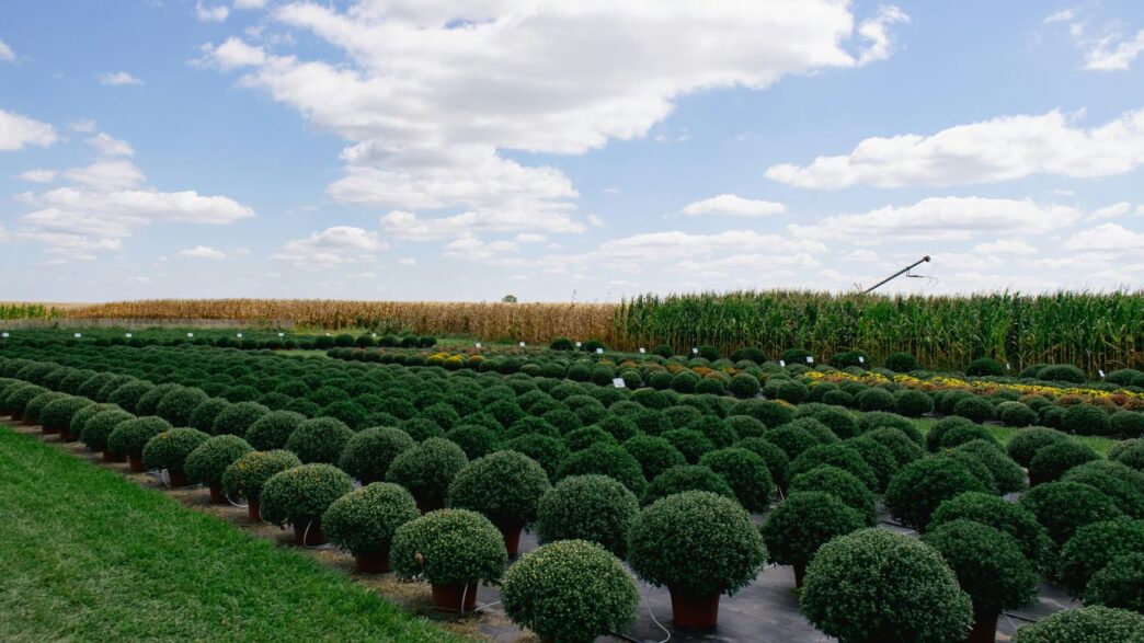 A field of rounded green plants under a blue sky.