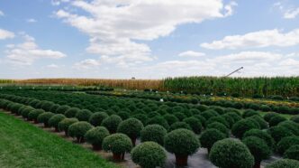 A field of rounded green plants under a blue sky.