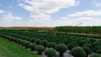 A field of rounded green plants under a blue sky.