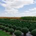 A field of rounded green plants under a blue sky.