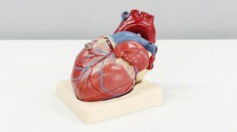 a model of a human heart on a white surface