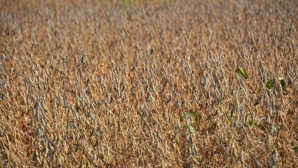 A field of dry, brown soybean plants in sunlight.