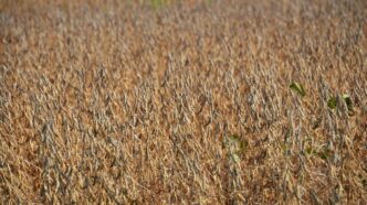 A field of dry, brown soybean plants in sunlight.