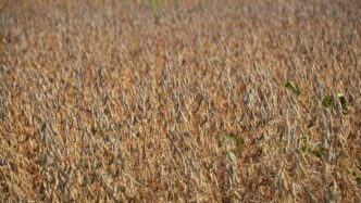 A field of dry, brown soybean plants in sunlight.